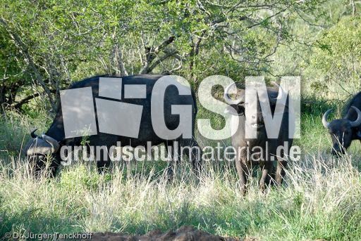 Afrikanischer Büffel (26 von 102).jpg